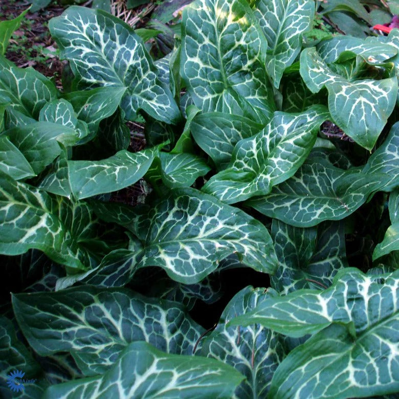 Bilde av Arum italicum 'Marmoratum'-Spanne Plantesalg