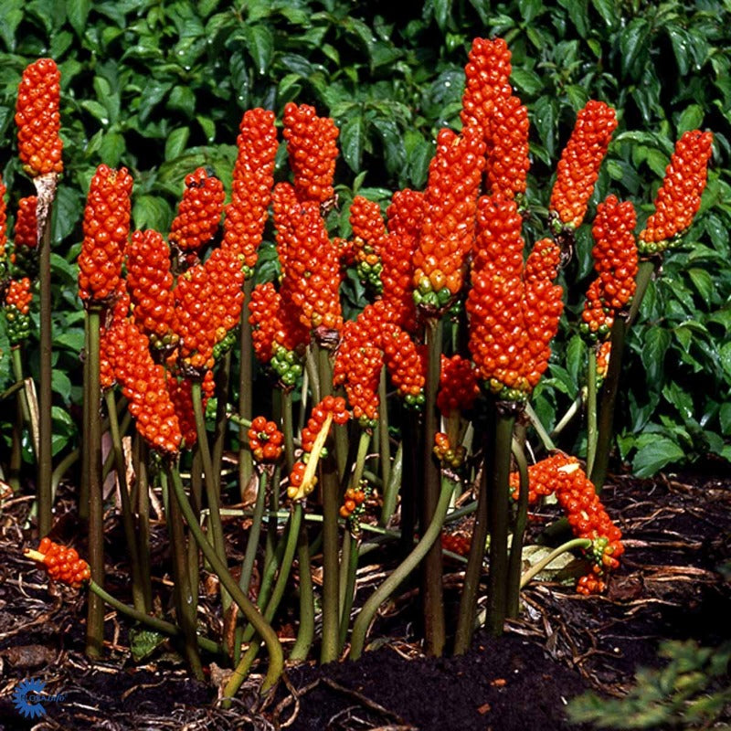 Bilde av Arum italicum 'Marmoratum'-Spanne Plantesalg