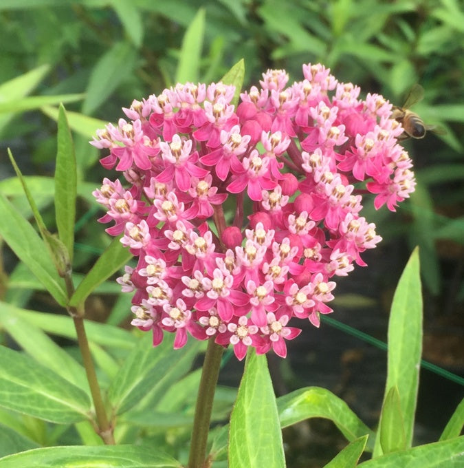 Bilde av Asclepias 'Light Pink Beauty'-Spanne Plantesalg