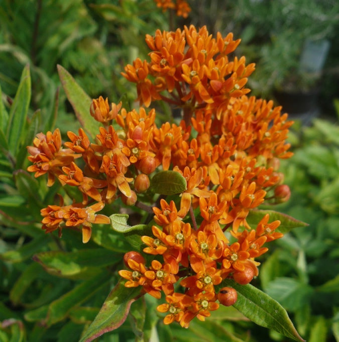 Bilde av Asclepias 'Orange Beauty'-Spanne Plantesalg