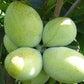 Bilde av Asimina triloba 'Halvin'-Spanne Plantesalg