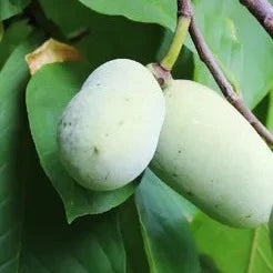 Bilde av Asimina triloba 'Kentucky Champion'-Spanne Plantesalg