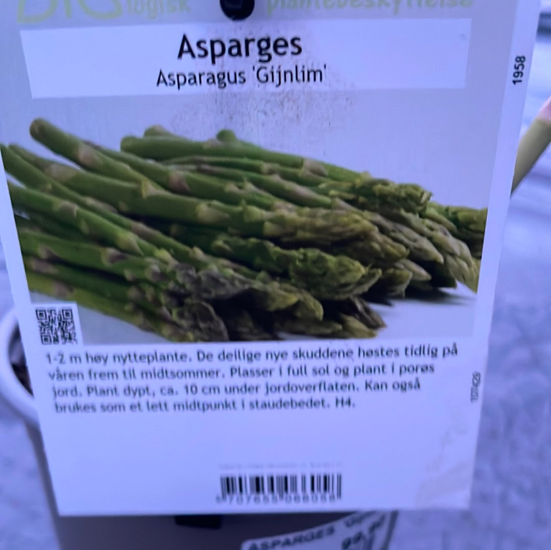 Bilde av ASPARGES 'Gijnlim'-Spanne Plantesalg