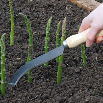 Bilde av Aspargeskniv-Spanne Plantesalg
