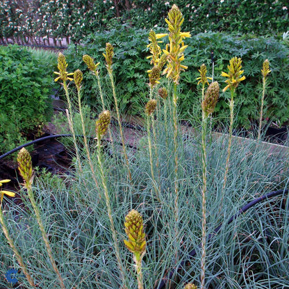Bilde av Asphodeline lutea-Spanne Plantesalg