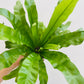 Bilde av Asplenium antiquum-Spanne Plantesalg