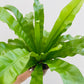 Bilde av Asplenium antiquum-Spanne Plantesalg