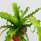 Bilde av Asplenium nidus-Spanne Plantesalg