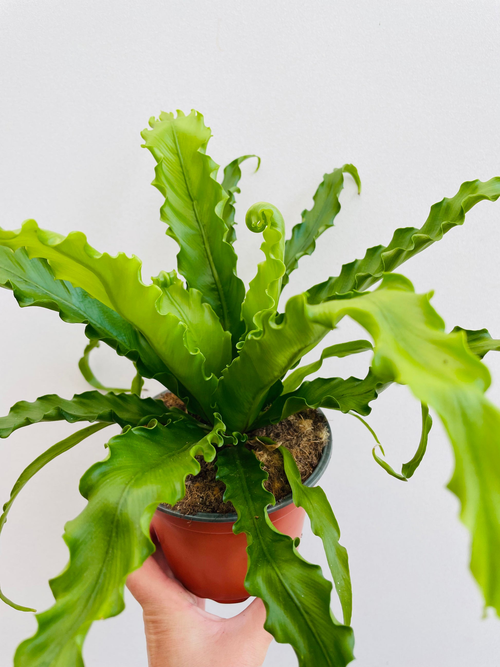 Bilde av Asplenium nidus-Spanne Plantesalg