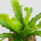Bilde av Asplenium nidus-Spanne Plantesalg