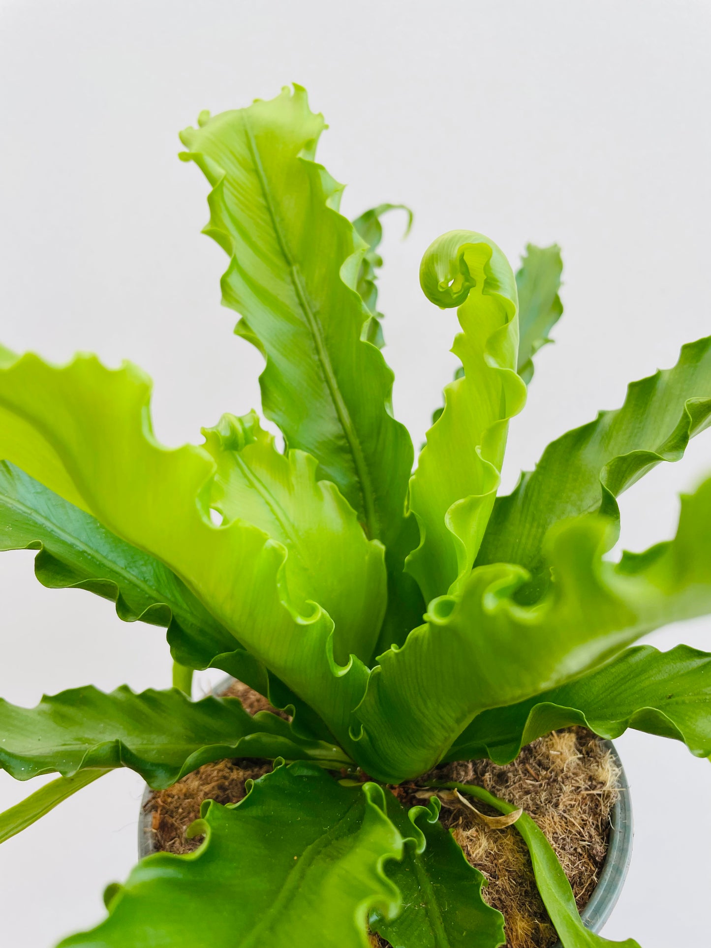 Bilde av Asplenium nidus-Spanne Plantesalg