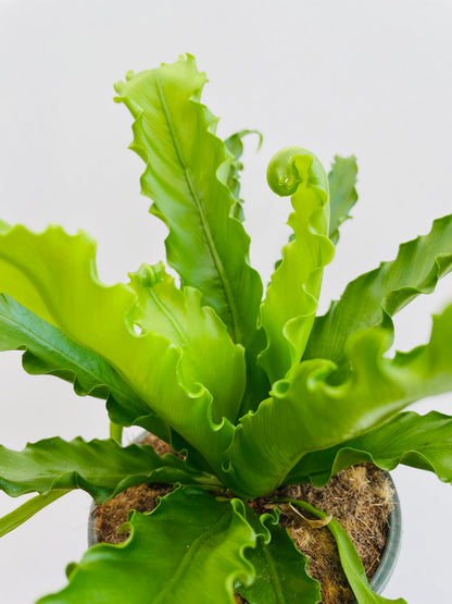 Bilde av Asplenium nidus-Spanne Plantesalg