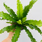 Bilde av Asplenium nidus-Spanne Plantesalg
