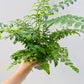 Bilde av Asplenium parvati 12 cm potte-Spanne Plantesalg