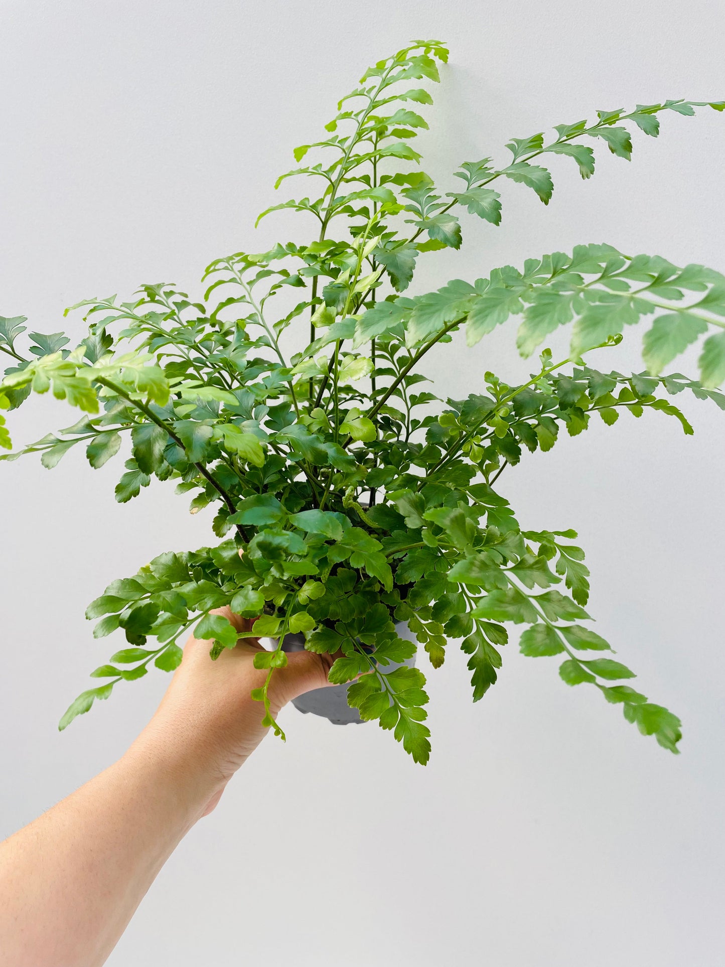 Bilde av Asplenium parvati 12 cm potte-Spanne Plantesalg