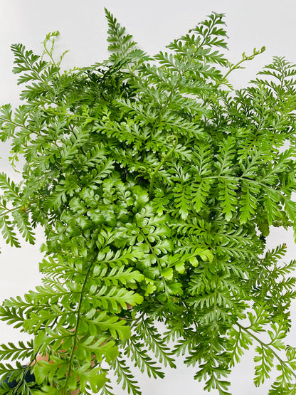 Asplenium 'Parvati'