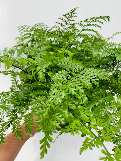 Asplenium 'Parvati'