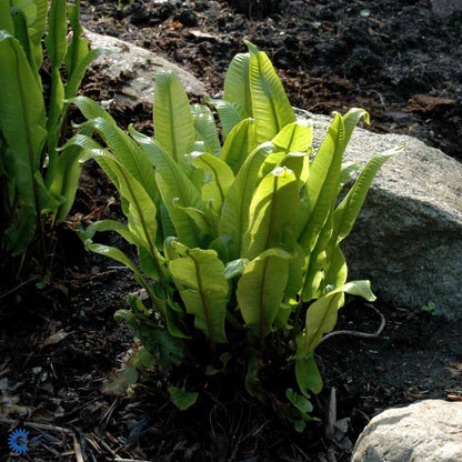 Bilde av Asplenium scolopendrium C3-Spanne Plantesalg