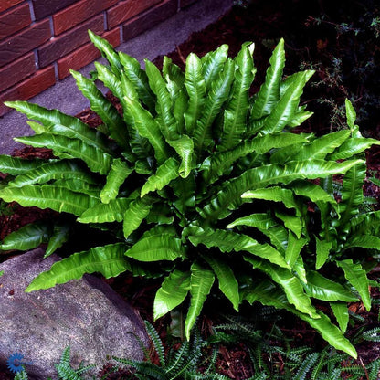 Bilde av Asplenium scolopendrium C3-Spanne Plantesalg