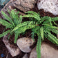 Bilde av Asplenium trichomanes-Spanne Plantesalg
