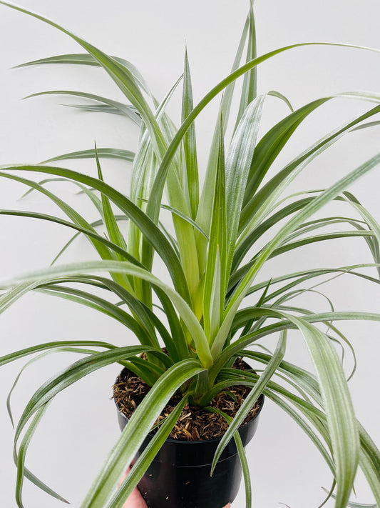 Bilde av Astelia chathamica ‘Silver Shadow’-Spanne Plantesalg