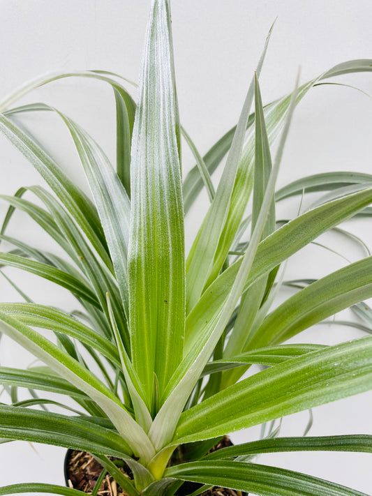 Bilde av Astelia chathamica ‘Silver Shadow’-Spanne Plantesalg