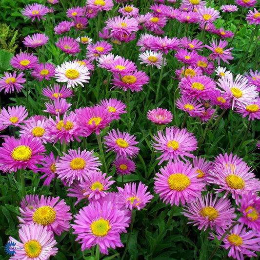Bilde av Aster alpinus-Spanne Plantesalg
