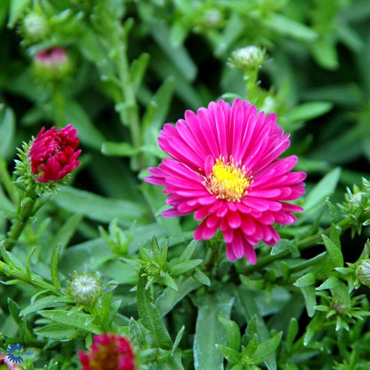 Bilde av Aster (D) 'Jenny'-Spanne Plantesalg