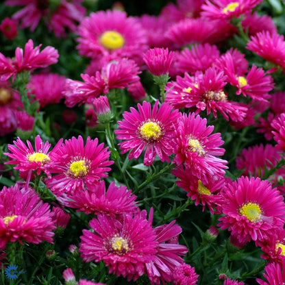 Bilde av Aster (D) 'Jenny'-Spanne Plantesalg