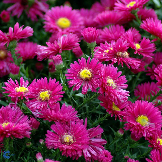 Bilde av Aster (D) 'Jenny'-Spanne Plantesalg
