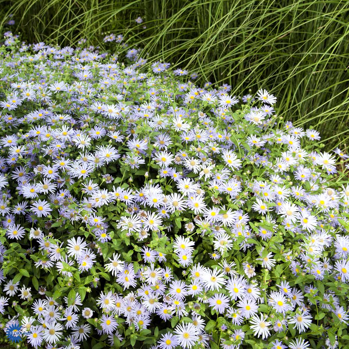 Bilde av Aster frikartii 'Mönch'-Spanne Plantesalg