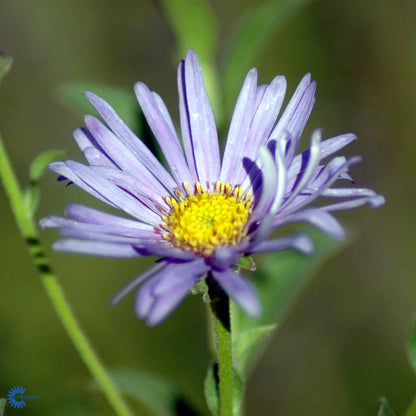 Bilde av Aster frikartii 'Mönch'-Spanne Plantesalg