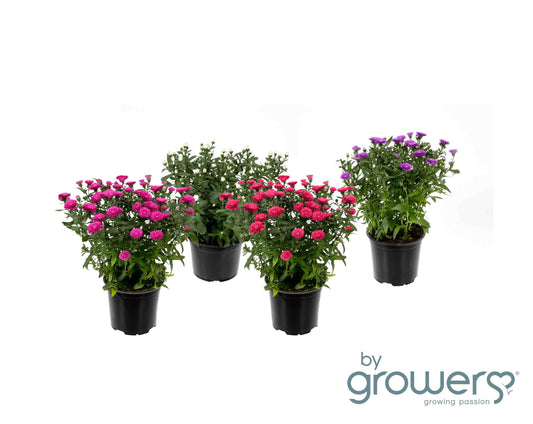 Bilde av ASTER 'VICTORIA' 'VICTORIA'-Spanne Plantesalg