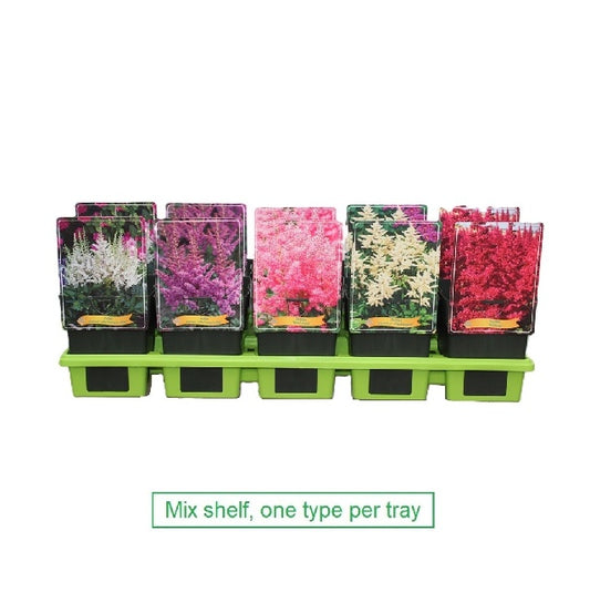 Bilde av Astilbe Mix-Spanne Plantesalg