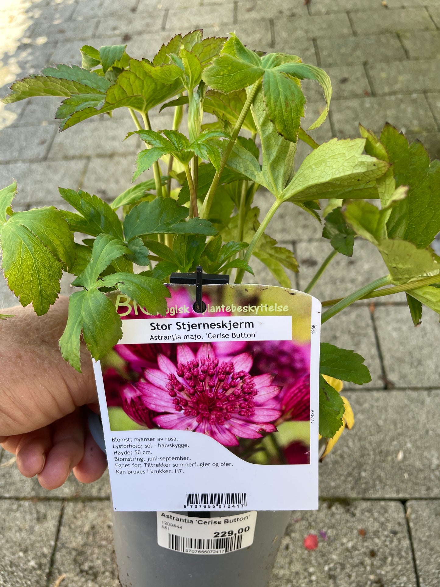 Bilde av Astrantia 'Cerise Button'-Spanne Plantesalg