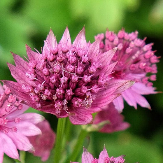 Bilde av Astrantia maj. 'Pink Pride'-Spanne Plantesalg