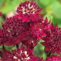 Bilde av Astrantia maj. 'Ruby Giant'-Spanne Plantesalg