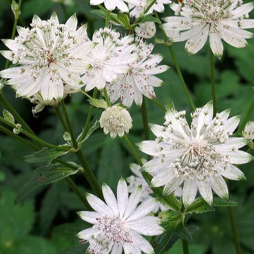 Bilde av Astrantia maj. 'Shaggy'-Spanne Plantesalg