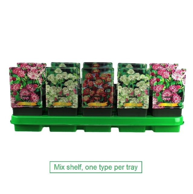 Bilde av Astrantia Major mix-Spanne Plantesalg