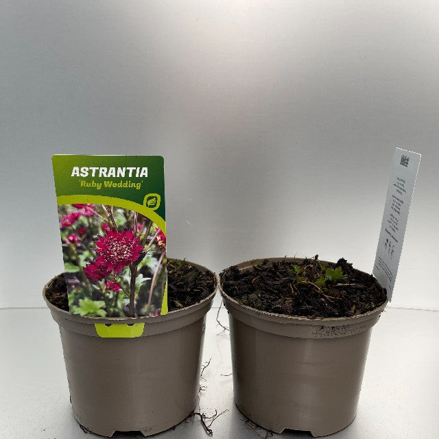 Bilde av Astrantia Major Ruby Wedding-Spanne Plantesalg