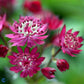 Bilde av Astrantia Major Ruby Wedding-Spanne Plantesalg