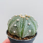 Bilde av Astrophytum asterias-Spanne Plantesalg