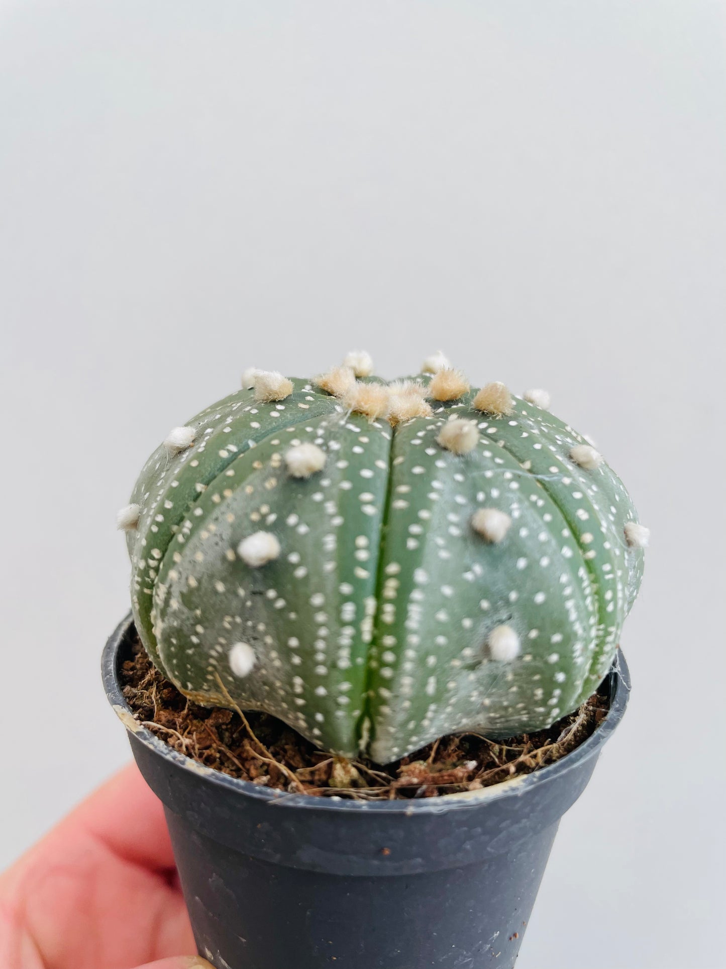 Bilde av Astrophytum asterias-Spanne Plantesalg