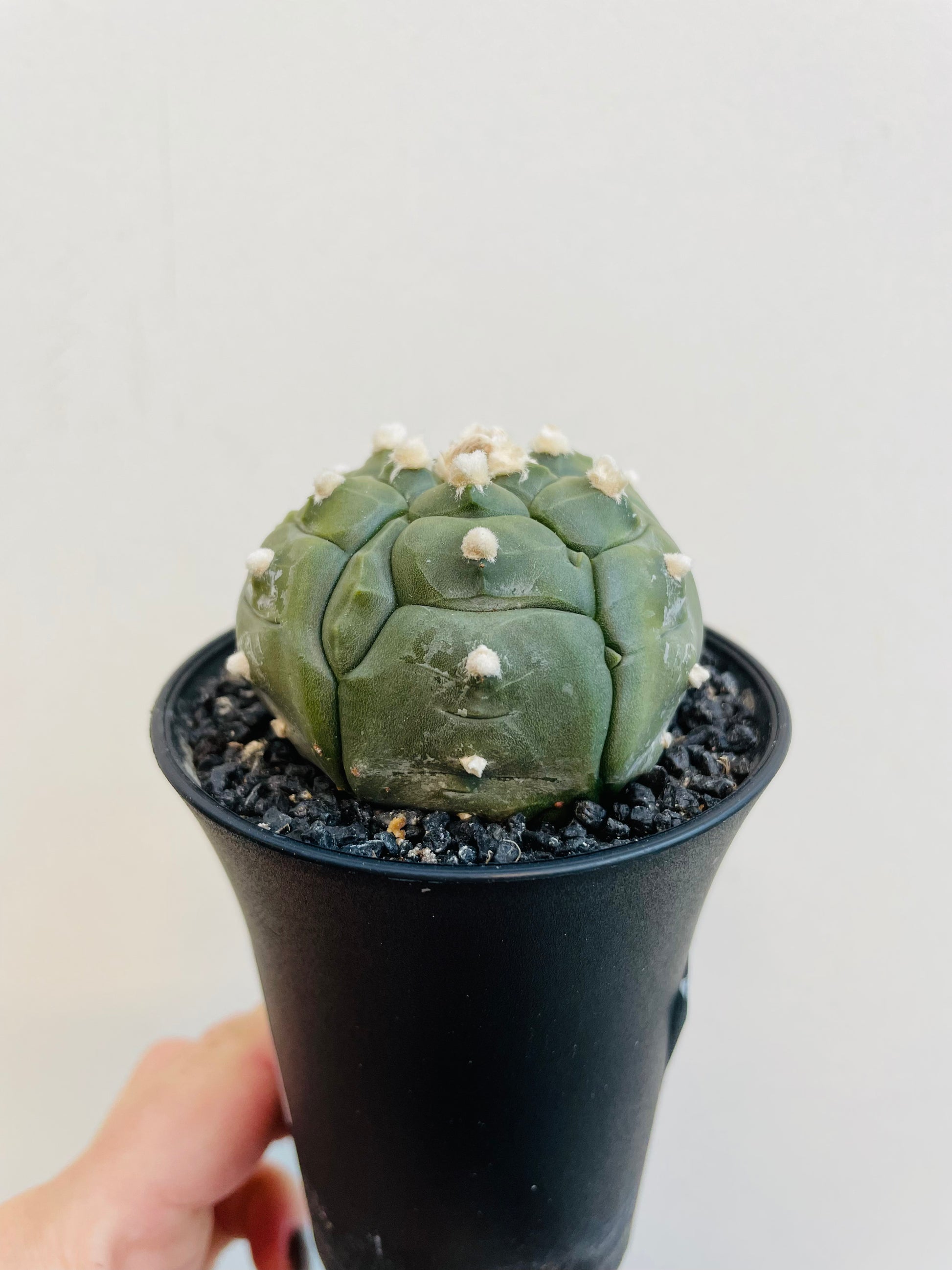 Bilde av Astrophytum asterias ‘Kikko Lizard Skin’-Spanne Plantesalg