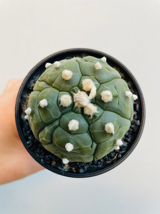Bilde av Astrophytum asterias ‘Kikko Lizard Skin’-Spanne Plantesalg