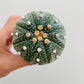 Bilde av Astrophytum asterias-Spanne Plantesalg
