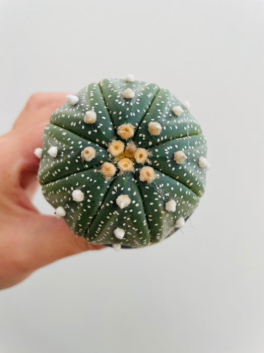 Bilde av Astrophytum asterias-Spanne Plantesalg