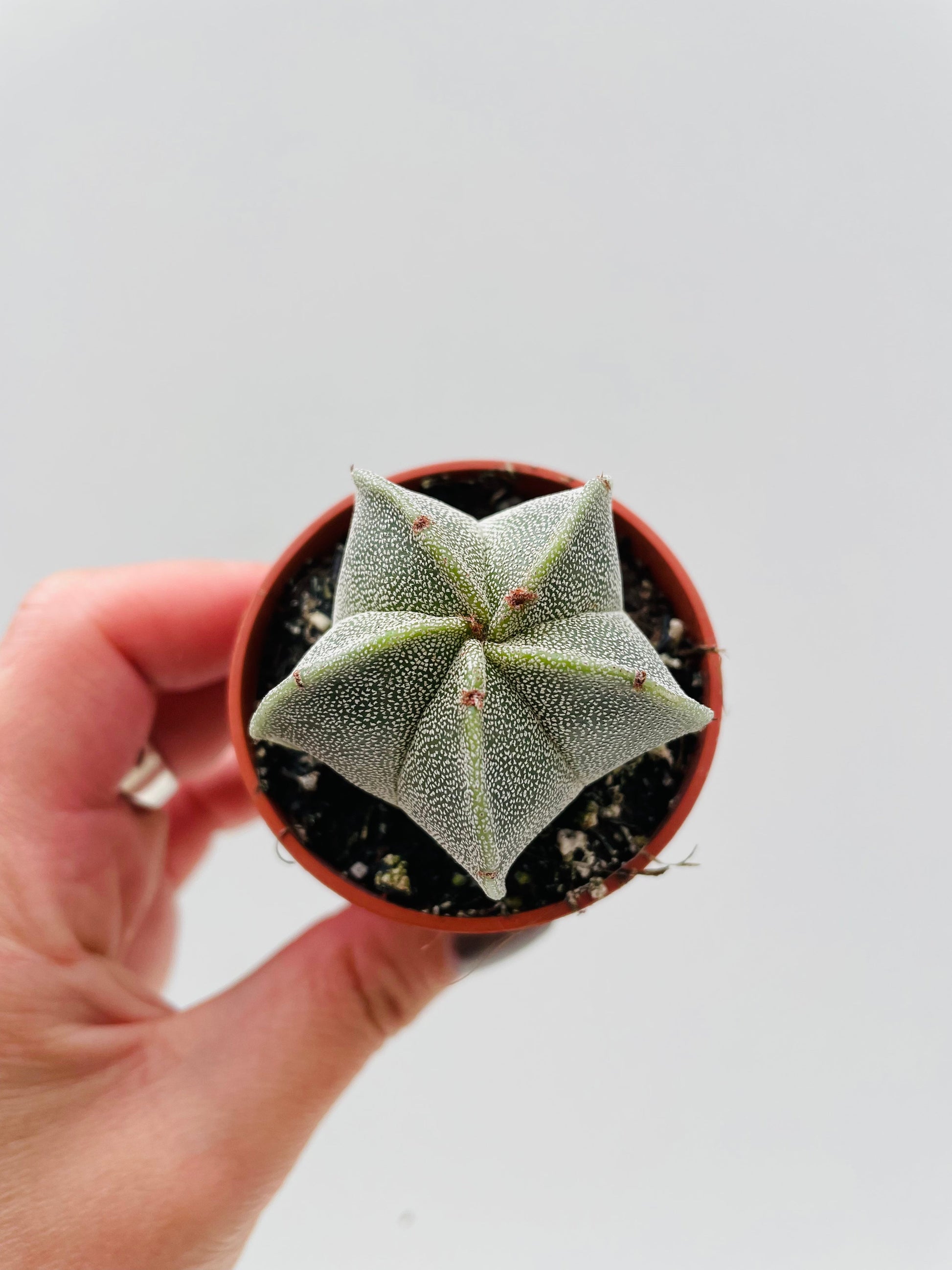 Bilde av Astrophytum myriostigma 5 cm potte-Spanne Plantesalg