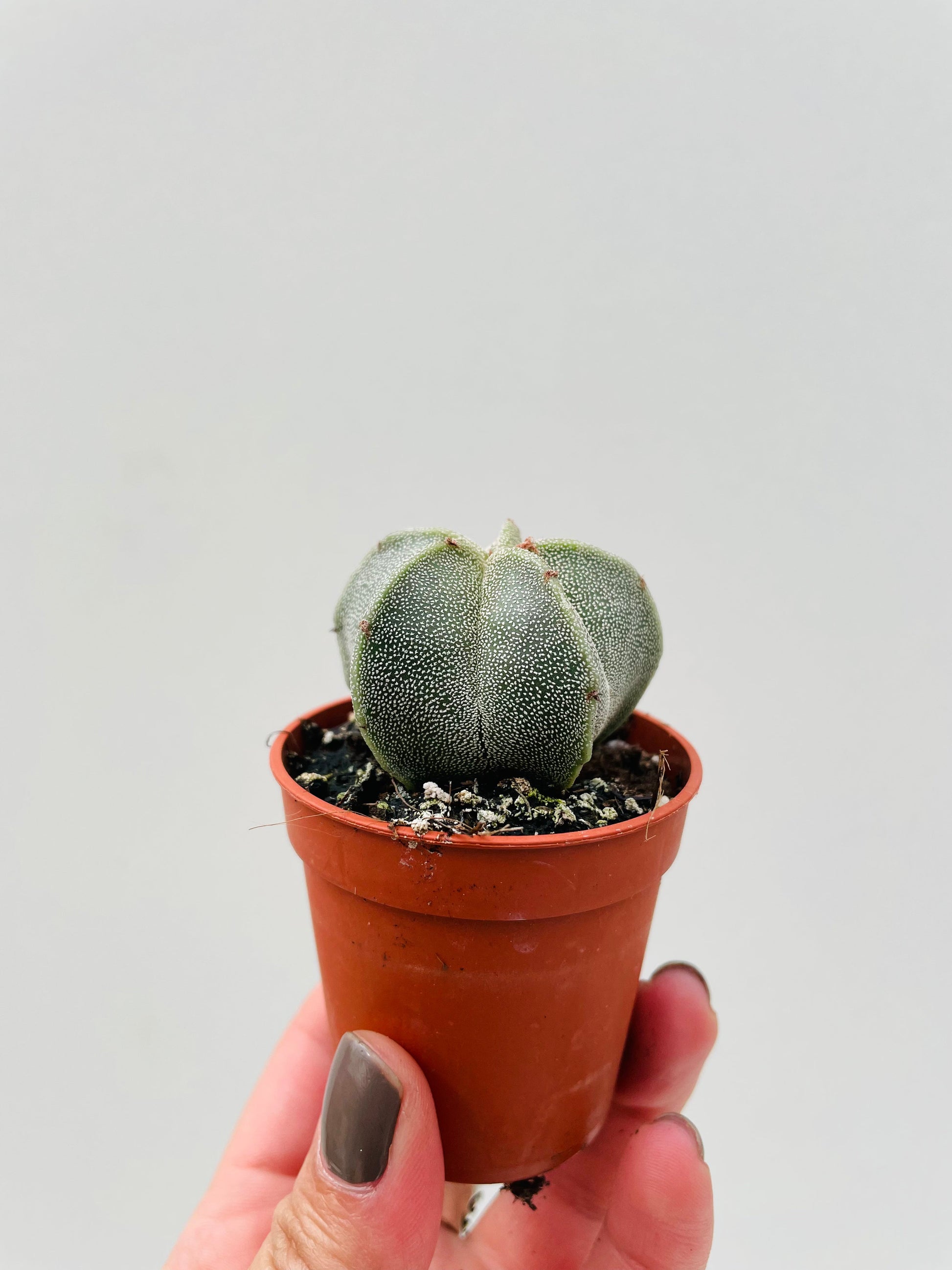 Bilde av Astrophytum myriostigma 5 cm potte-Spanne Plantesalg