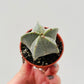 Bilde av Astrophytum myriostigma 5 cm potte-Spanne Plantesalg